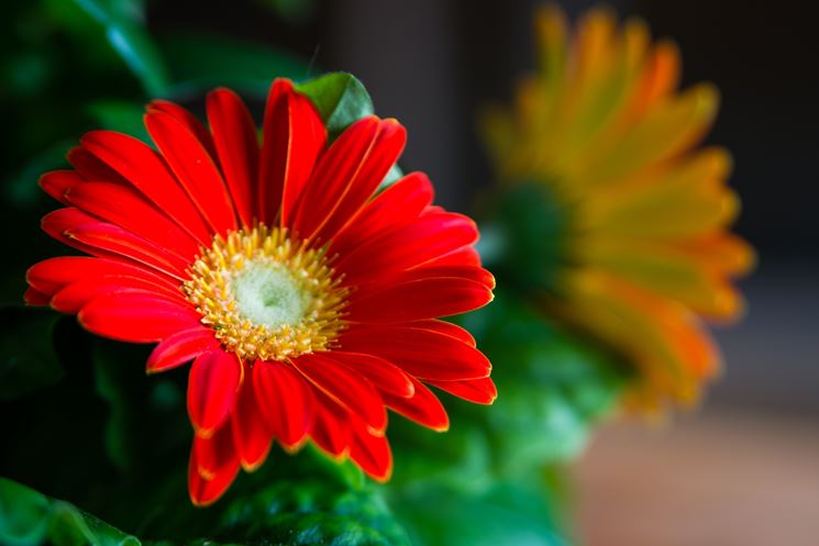 gerbera fiori