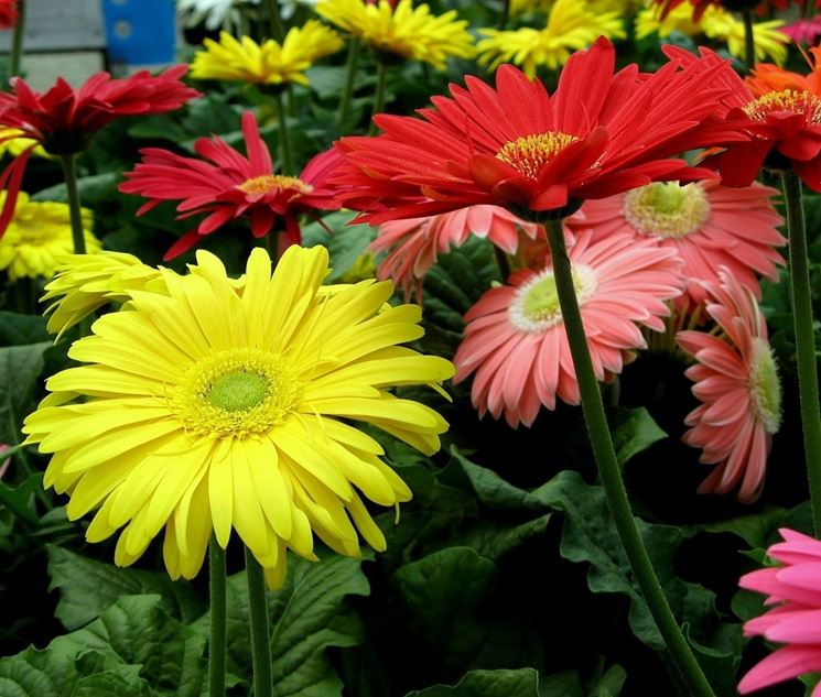 Varie colorazioni di gerbera