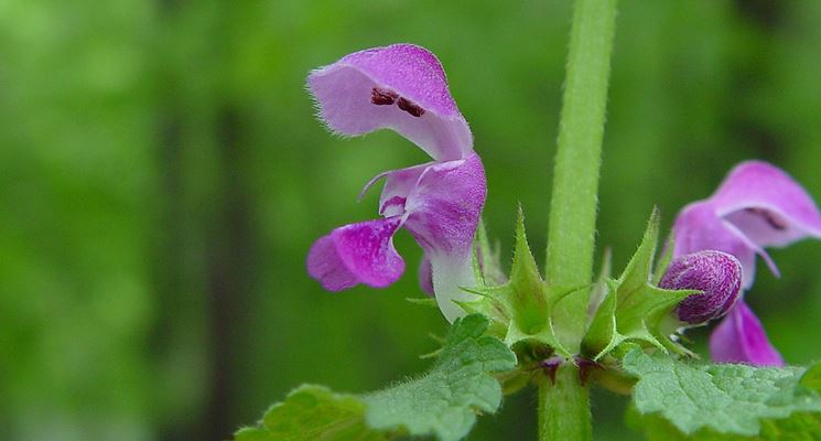 Lamium