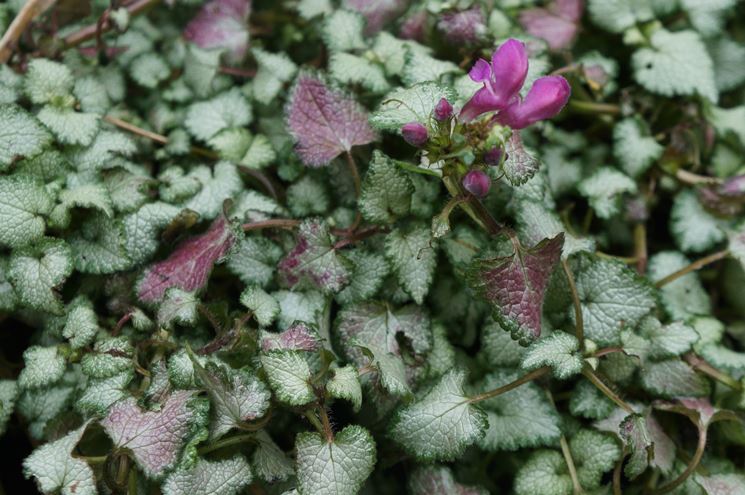 Lamium