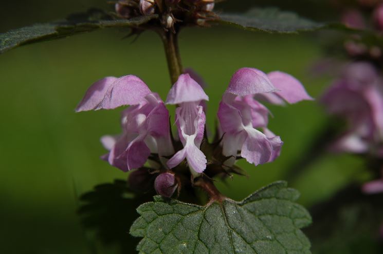 lamium