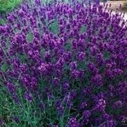 Cespuglio di lavanda angustifolia.