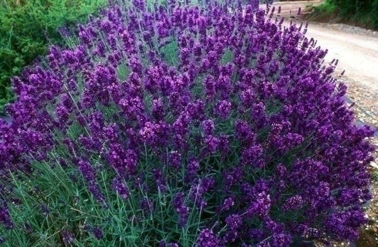 Cespuglio di lavanda angustifolia.