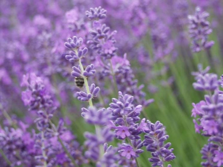 Dettaglio infiorescenza lavanda angustifolia.