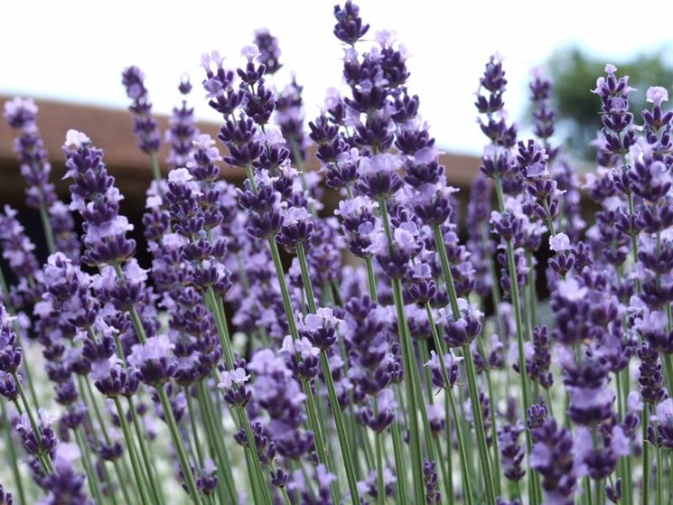 Esempio di messa a dimora della lavanda angustifolia.