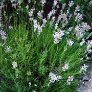 lavanda angustifolia