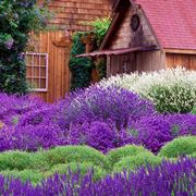 lavanda in vaso