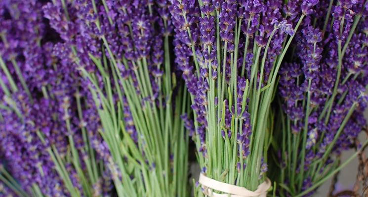 Mazzetti di fiori di lavanda