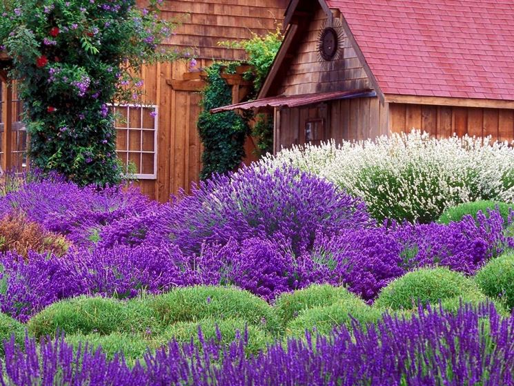 I colori della lavanda