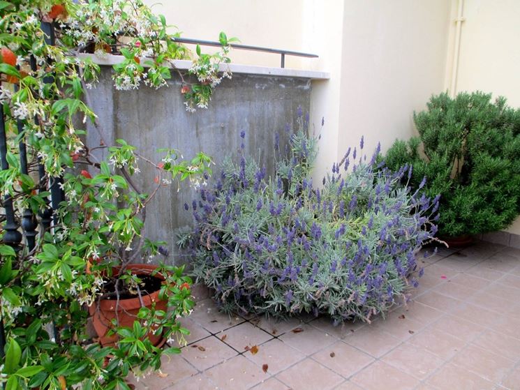 Lavanda in vaso