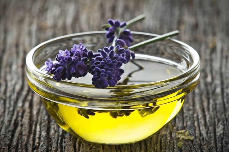 Olio di lavanda