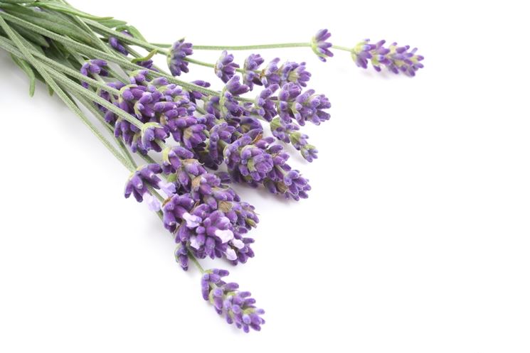 Lavandula angustifolia in fiore