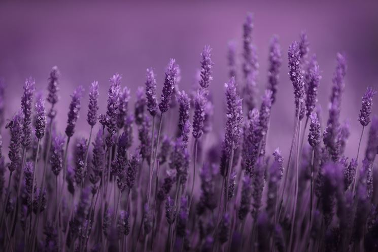 Rametti di lavanda