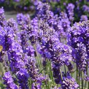 Lavanda in fiore