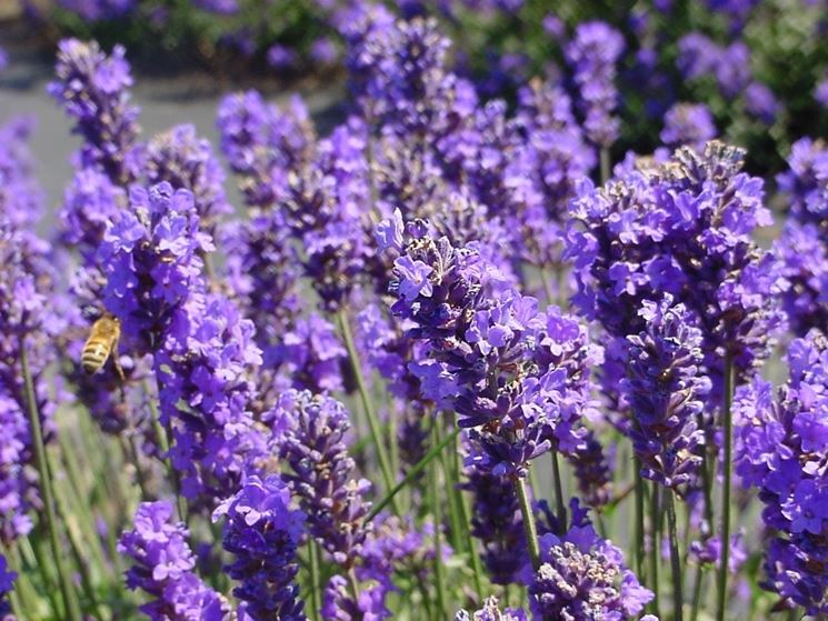 Lavanda in fiore