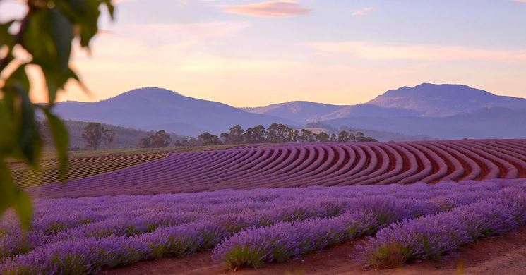 Bellissimi campi di lavanda