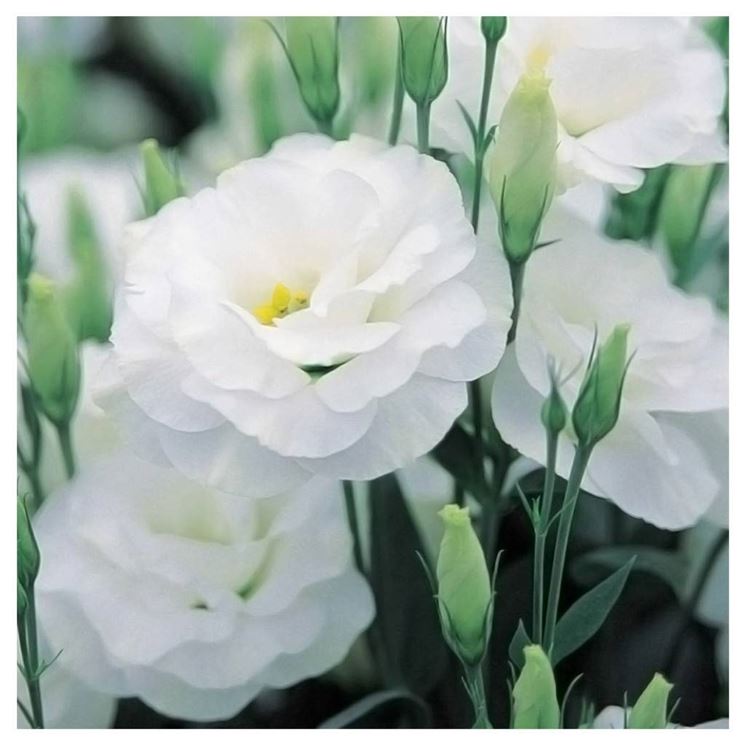 Lisianthus bianco