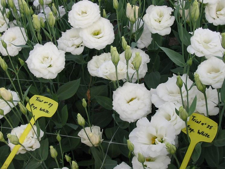 Lisianthus bianco annuale coltivato all'aperto