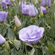 Lisianthus