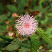 Fiore mimosa pudica