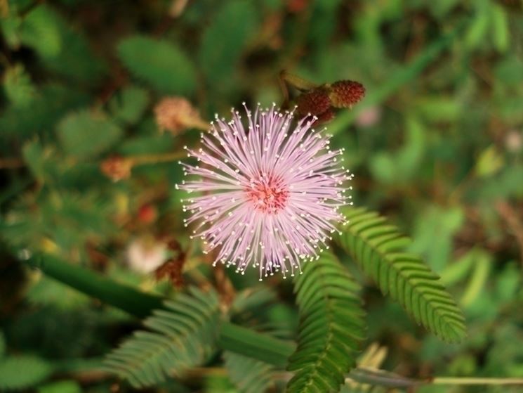 Fiore mimosa pudica