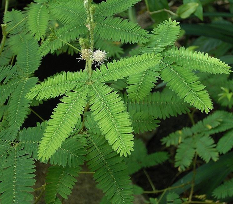 Parassiti pianta mimosa pudica