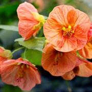 abutilon arancione