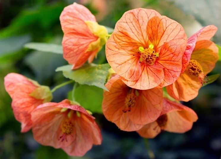 abutilon arancione