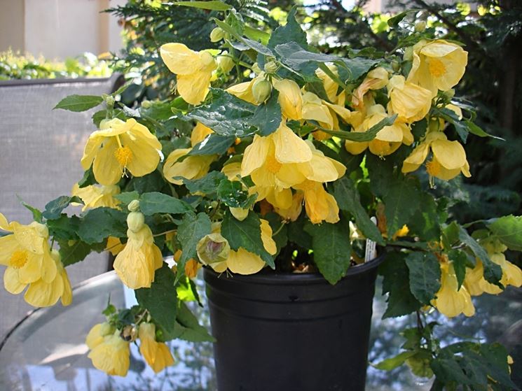 abutilon giallo