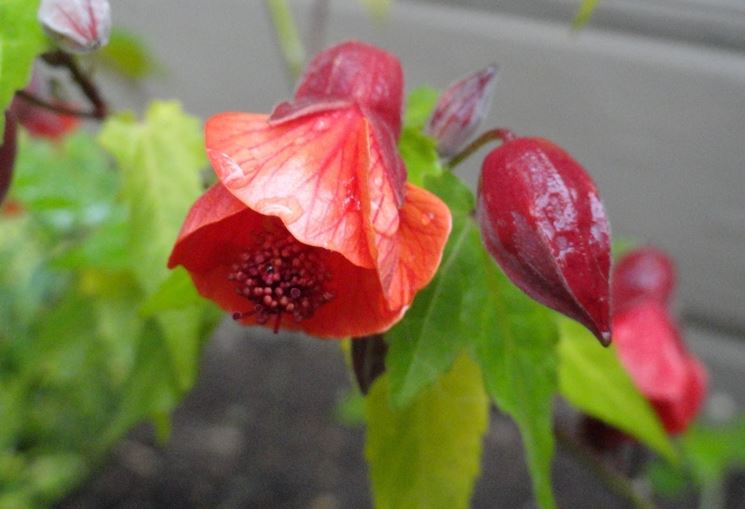 abutilon