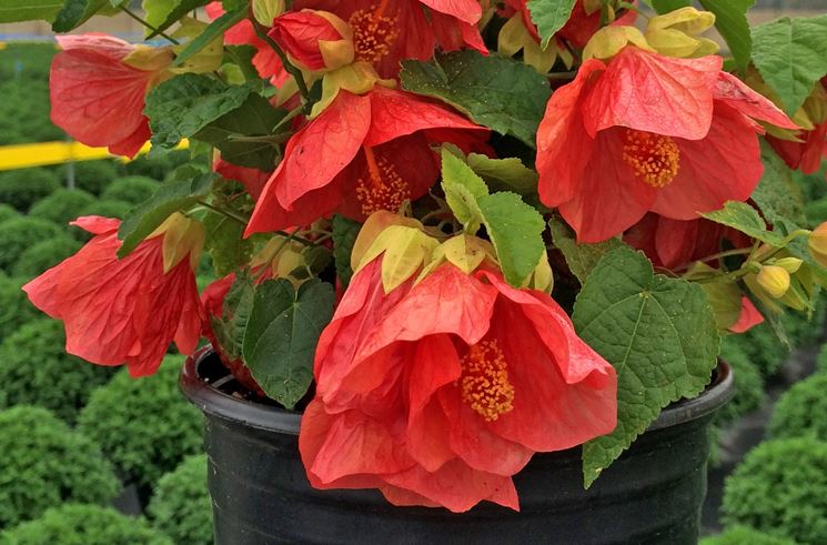 abutilon