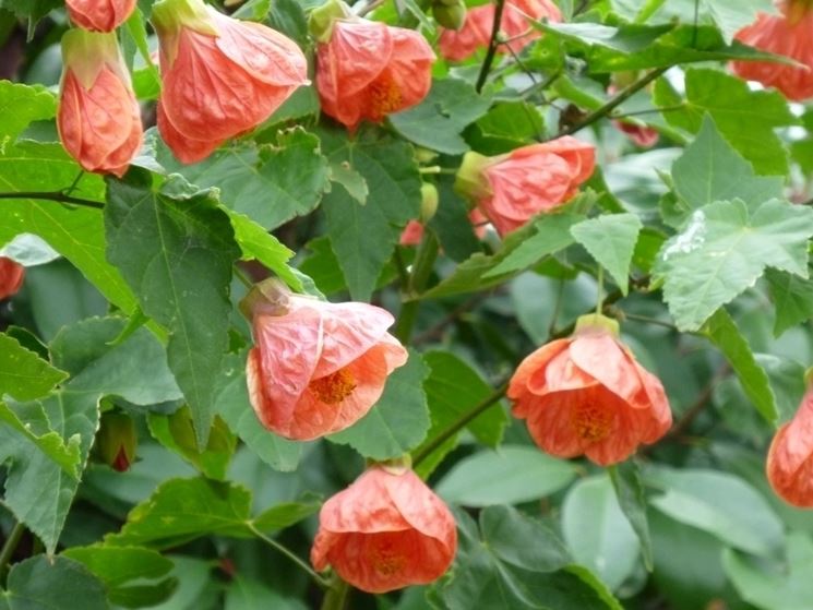 abutilon