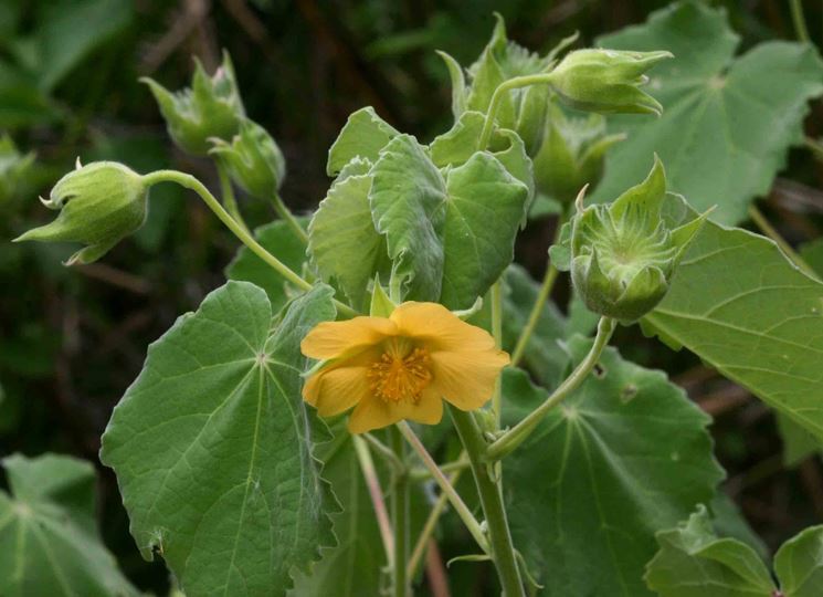 abutilon grandiflorum