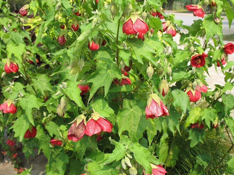 pianta di abutilon