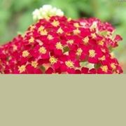 Achillea  