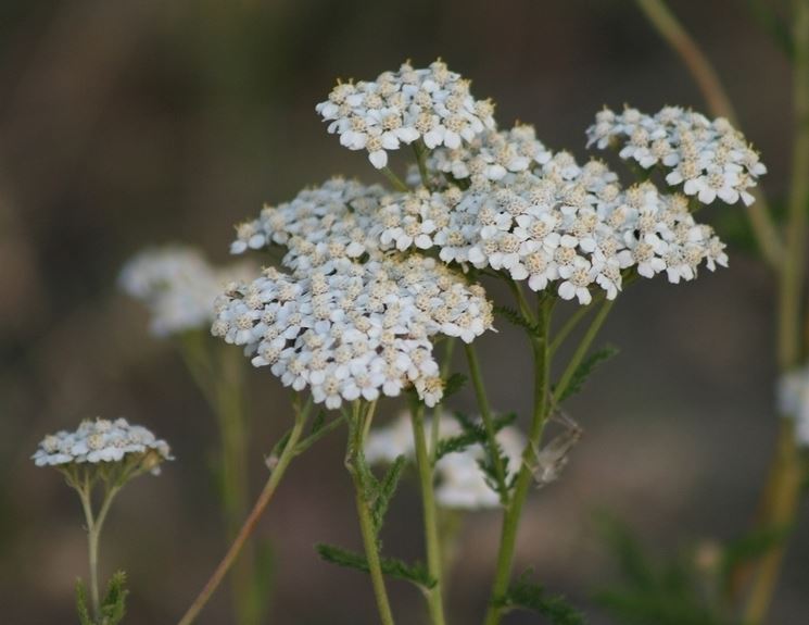 achillea fiori