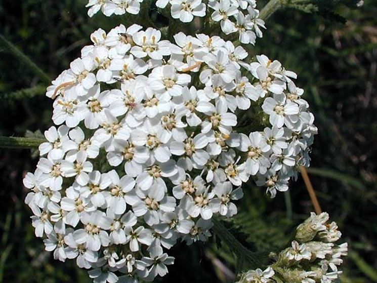 Achillea  