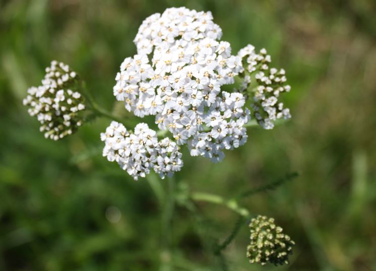 Terreno achillea