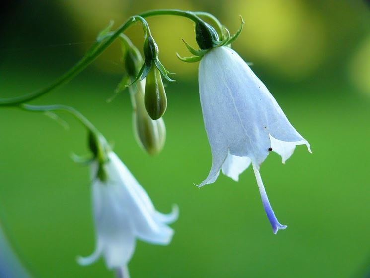 adenophora liliifolia