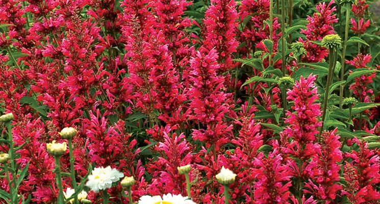 Agastache 