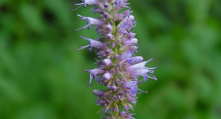 agastache