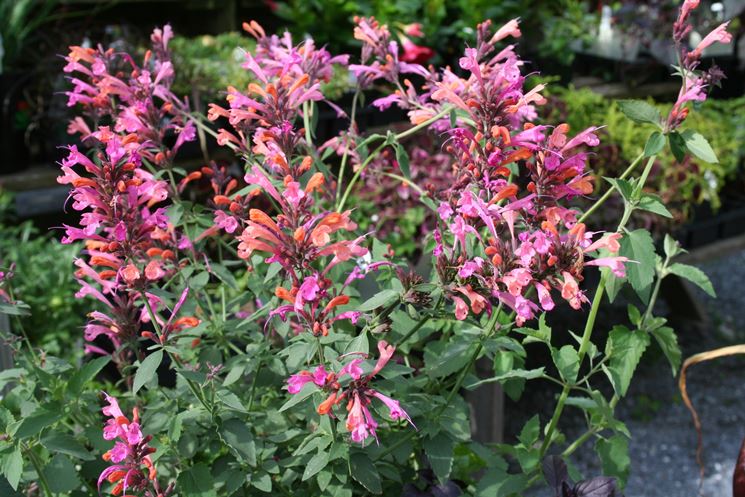 agastache blue fortune