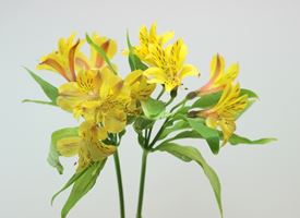 Alstroemeria