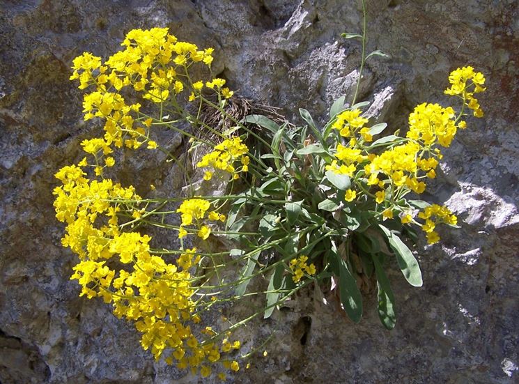 alyssum saxatile