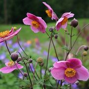 anemone giapponese