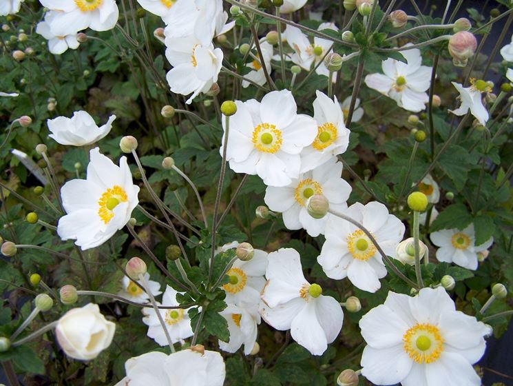 anemone hupenensis honorine jobert