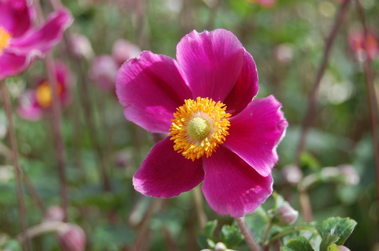 anemone d'autunno