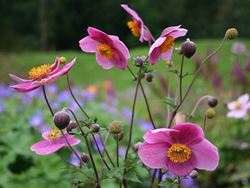 anemone giapponese