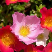 anemone fiore