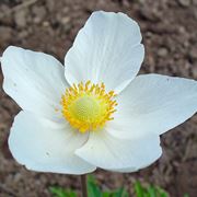 anemoni bianchi